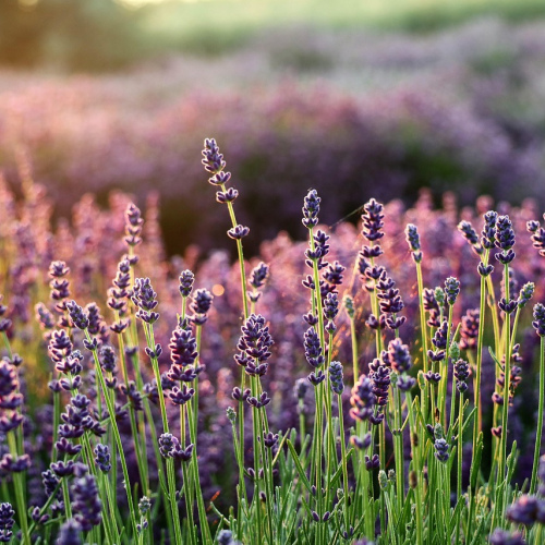 Lavender Dream